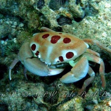 Sharks Cove Tidepools are a critical marine nursery full of amazing critters like this 7-11 crab