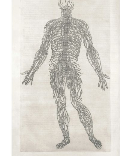 Ostéopathie et les nerfs sciatiques