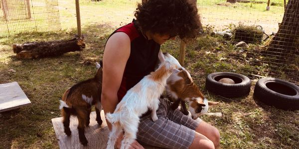 Young man with 3 adorable baby goats on his lap
