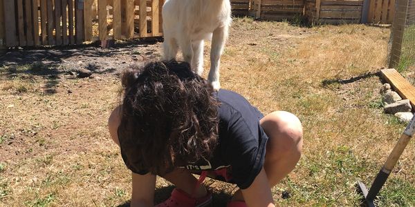 Goat yoga anyone?! Baby Goat on Young ladies back.