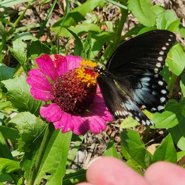 A black butterfly with blue spots on a pink flower in a garden.