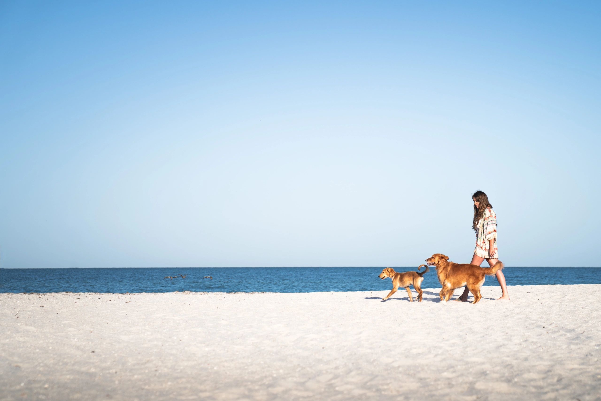 Posh by Lucky Puppies