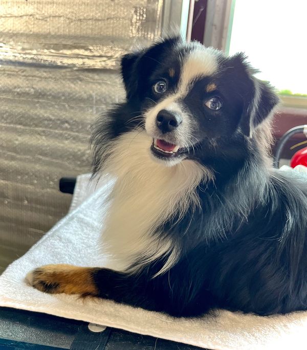 Blue Eyed Tri Toy Aussie