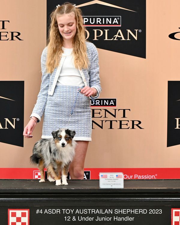 Toy Australian Shepherd 
Teacup Aussie
Toy Aussies in Texas