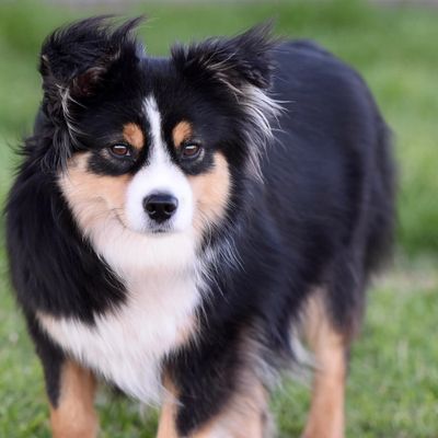 Miniature Australian Shepherd