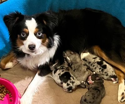 Toy Australian Shepherd