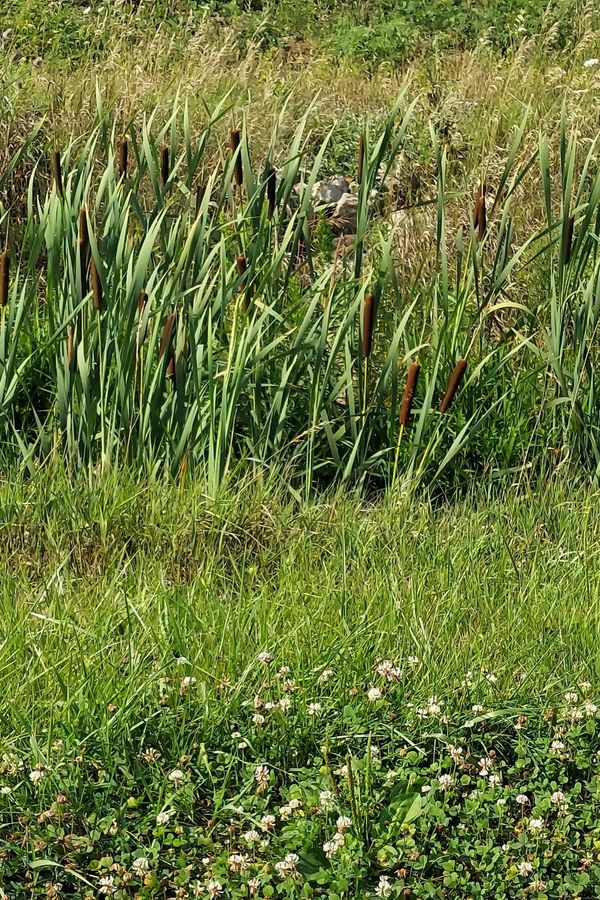 Cattails