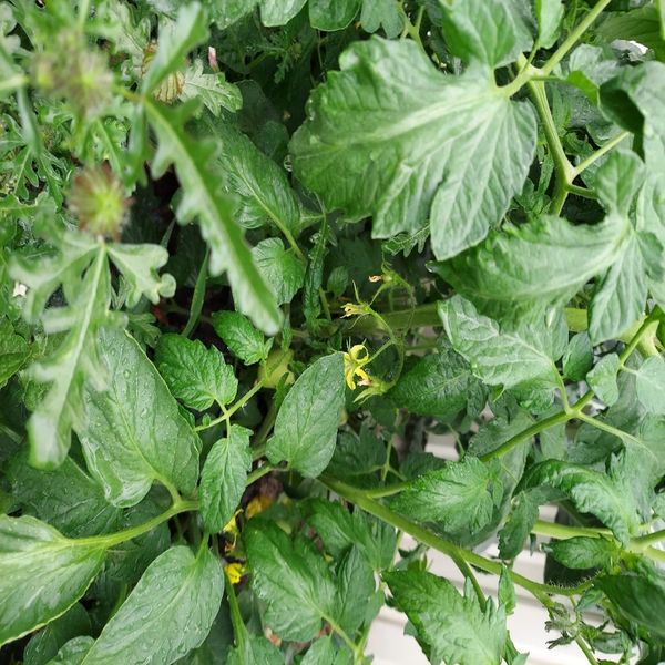 Tomatoes