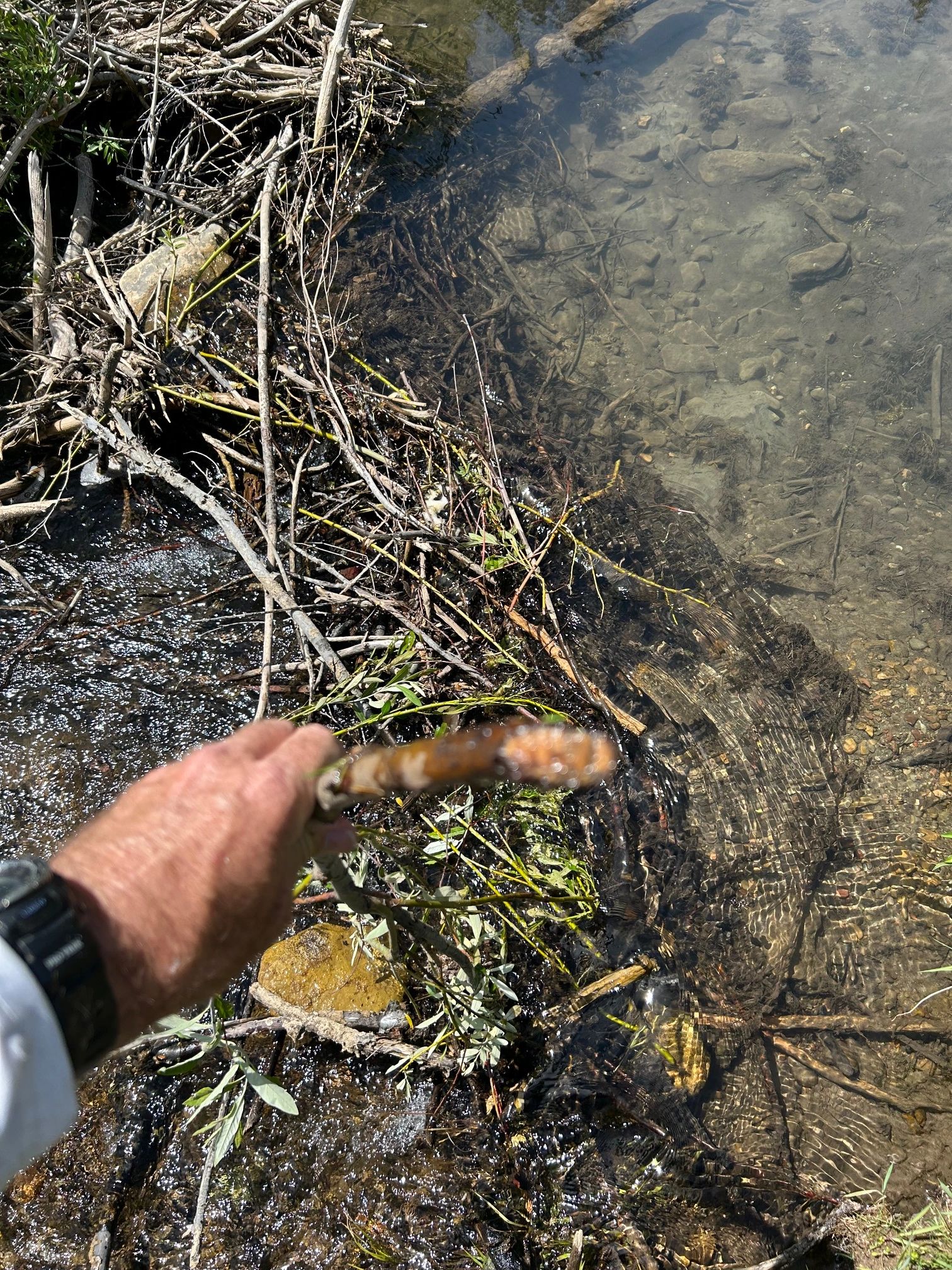 An old chew? Fines are sorting out of the upstream dam face is getting rinsed out.