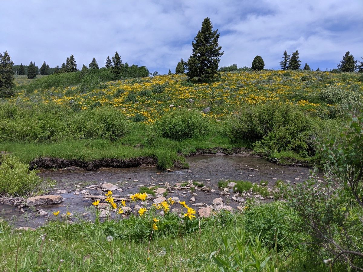 As most Flat-tailers know, when the dams blow out and the water level recedes, the habitat goes too.