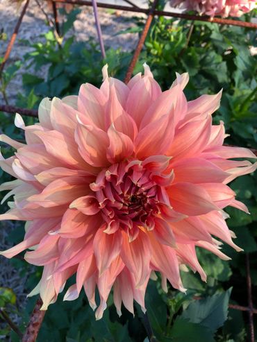Dahlia
