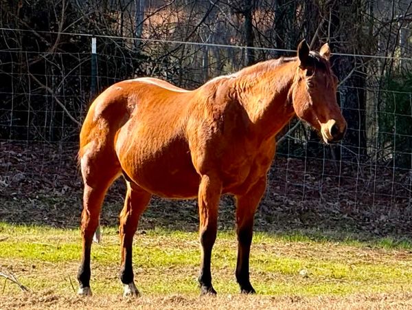 Brown horse standing in a fenced area with trees in the background.