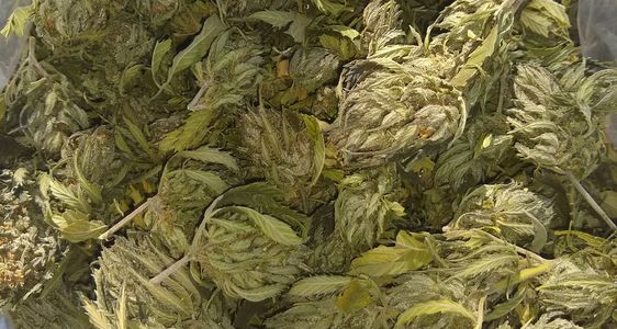 hemp buds, nuggs, cbd flower buds