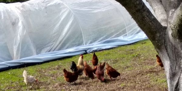 chickens grazing  in a field with a hoop house in the background