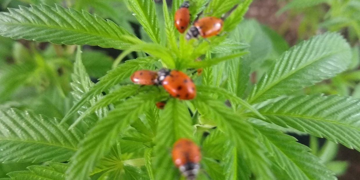 ladybugs on hemp leaves