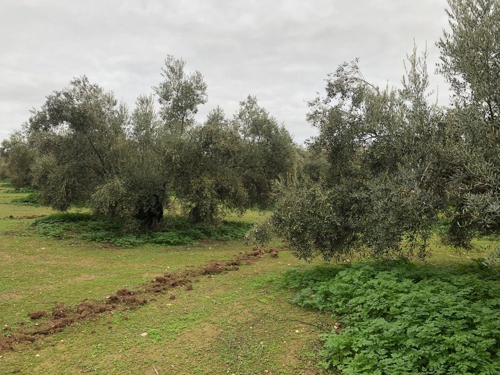 Traditional Olive Grove