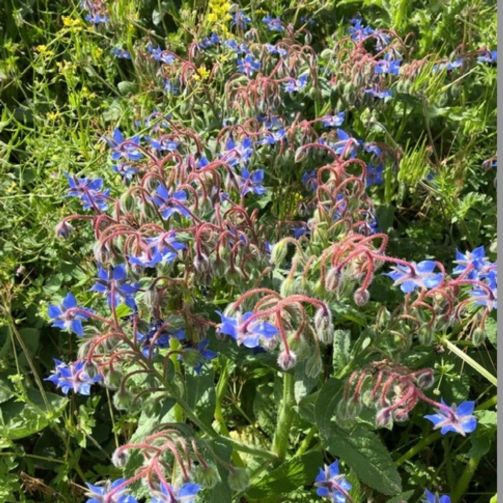 Common Borage, cover crops and pollinators.