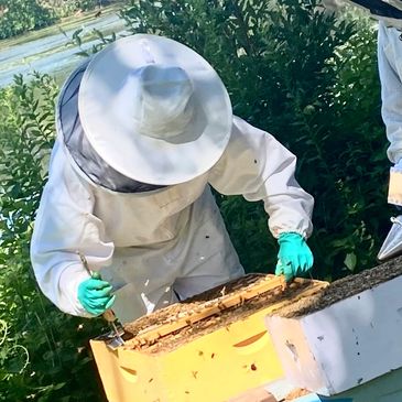 C'est La Bee June Bee Inspection of hive