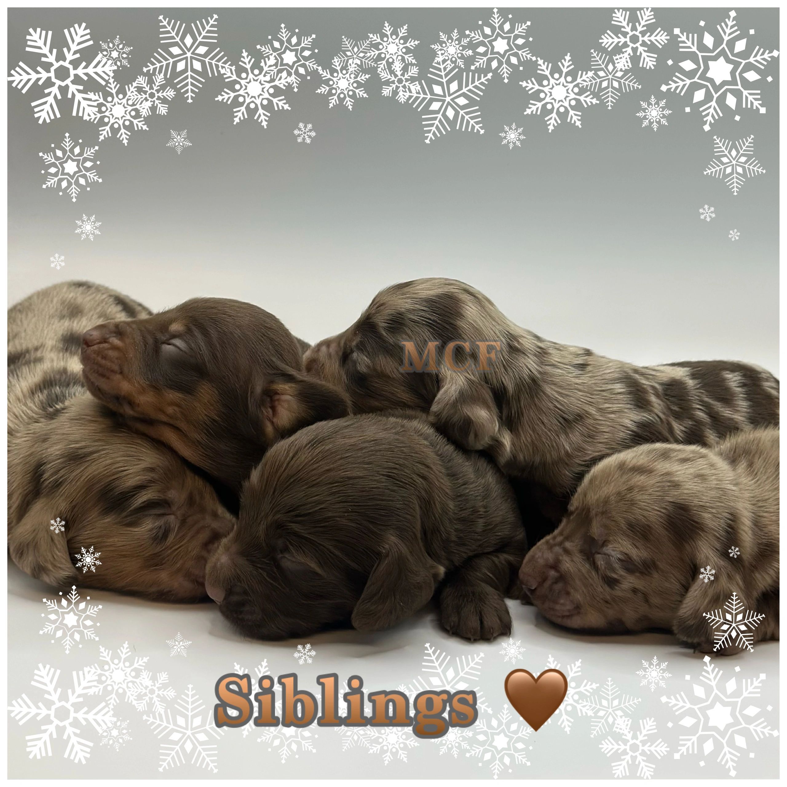Come see our newest & latest babies