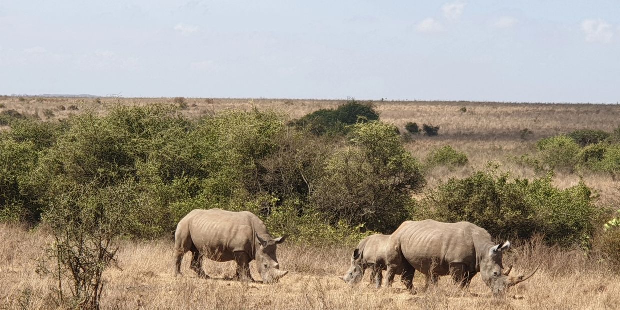 Rhinos in the Masai Mara in Kenya