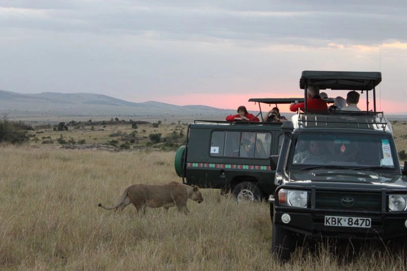 A wildlife safari in Kenya