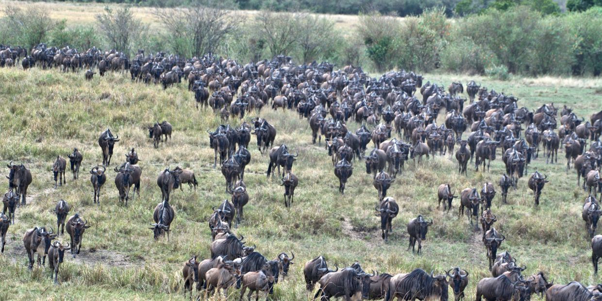 Masai Mara, Kenya -  Wildebeest Migration