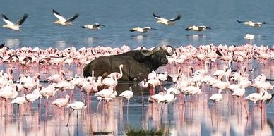 Wildlife swims alongside the beautiful pink flamingos on a safari in Kenya