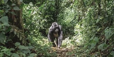 Gorilla trekking for wildlife safari enthusiasts