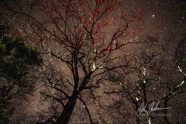 The Milky Way through the branches