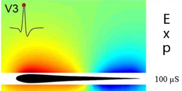 The weakly electric fish Gymnothus Omarorum generates an electric field for sensing its surrounding