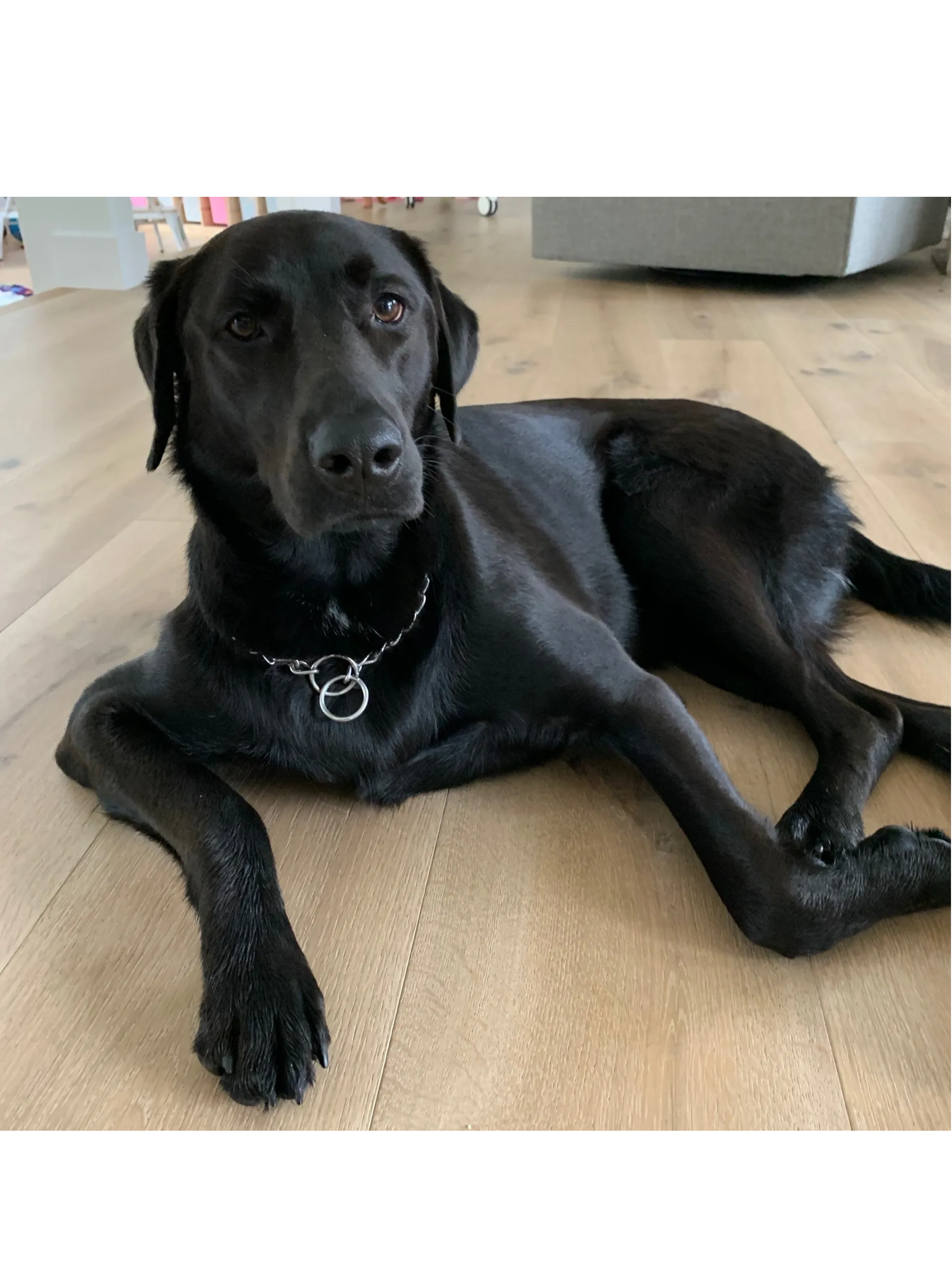 Maverick, our black lab mascot, laying on the floor.