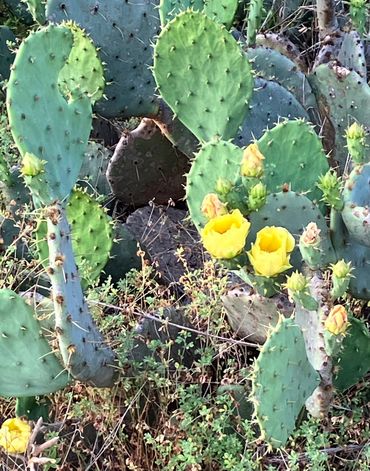 Cactus flowers in spring near Bluebonnet Hill