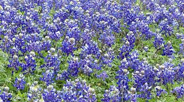 Roadside bluebonnets