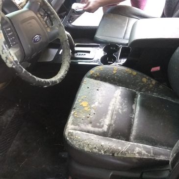 Molds in car interior