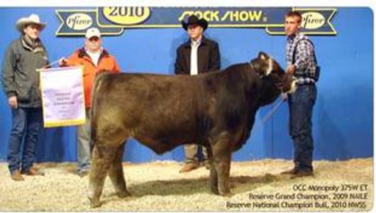 OCC Monopoly 375W ET
Reserve Grand Champion 2009 NAILE
BRAUNVIEH BULL
R and D Farms Braunvieh