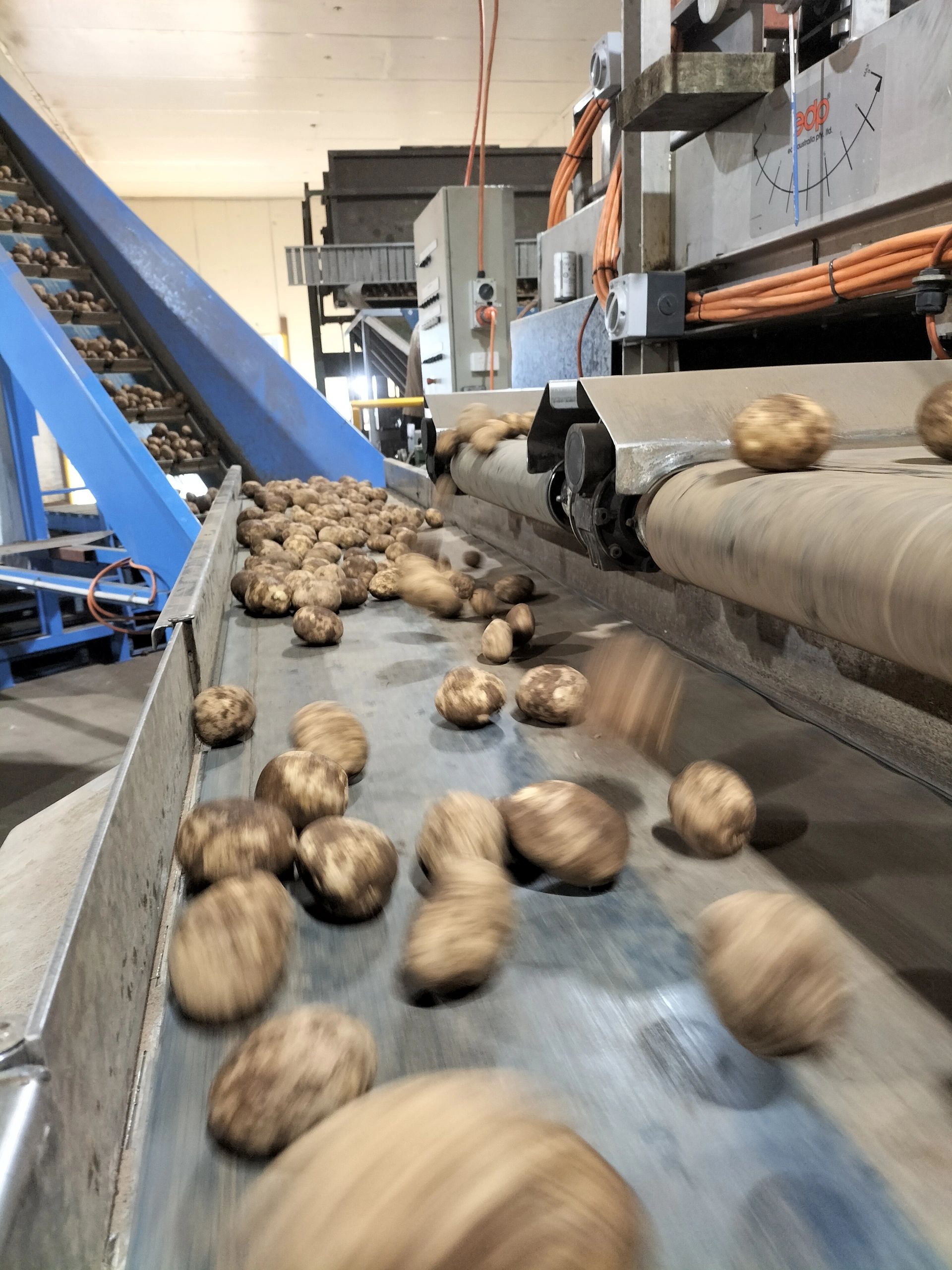 Seed potatoes moving through a grading conveyor line at a Coldahold facility