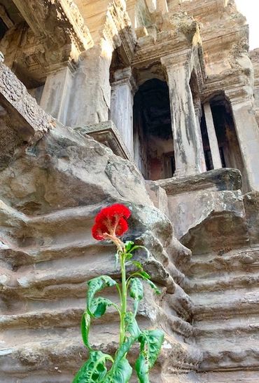 red rose in Cambodian temple