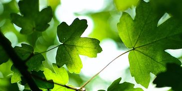bioidentical hormone replacement therapy