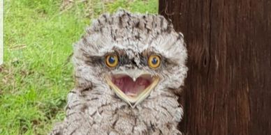 Nocturnal habit and owl-like appearance, Tawny Frogmouths are often confused with owls on farmstay.