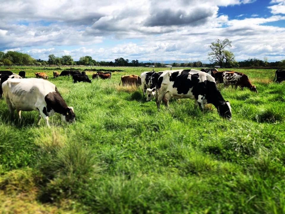 Duivenvoorden Farms - Raw Milk, Farmstead Classes