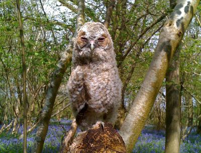 A fluffy young owl perched on a tree stump in a forest.