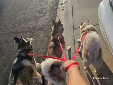Three huskies being walked on red leashes on a sunny pavement.