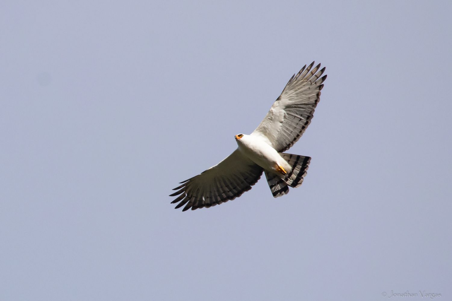 Black and White Hawk-Eagle