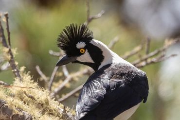 Tufted Jay
