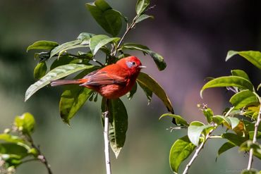 Red Warbler