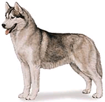 Standard for a Siberian Husky. This is what AKC breed standard looks like.