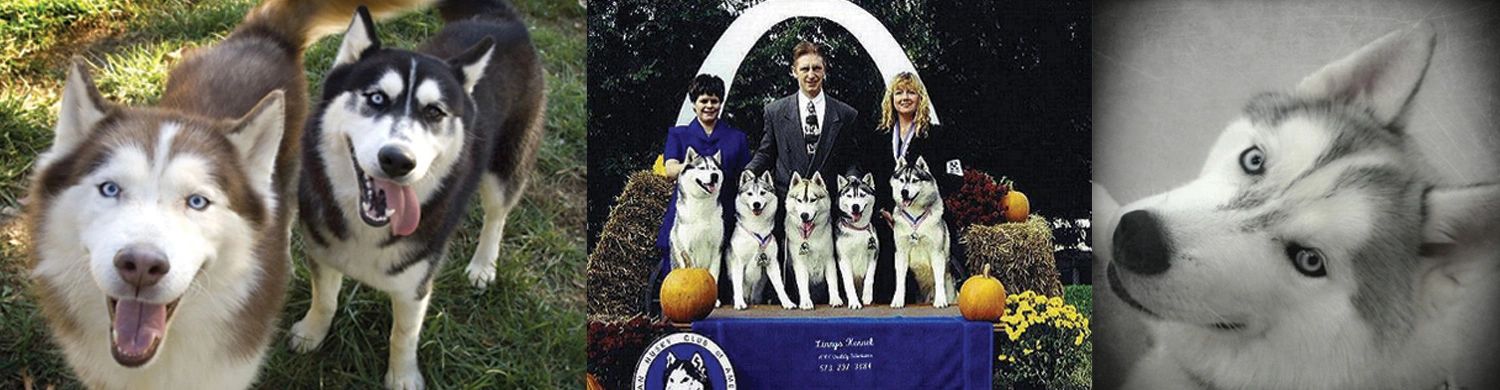 Just a few of our AKC Siberian Huskies. 