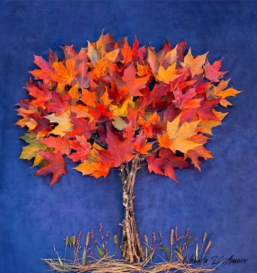 A Maple Fall
