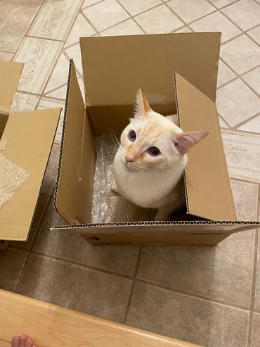 New Eeveelution! 😸