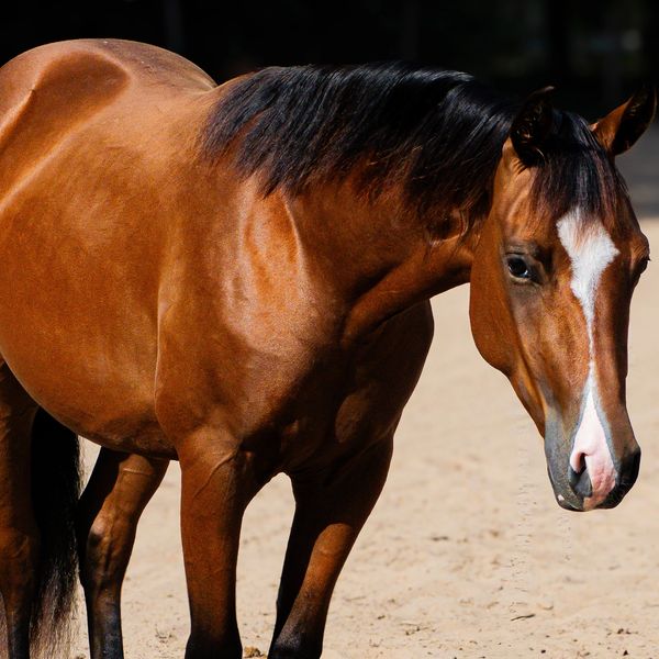 A brown horse with a black mane standing on sandy ground.